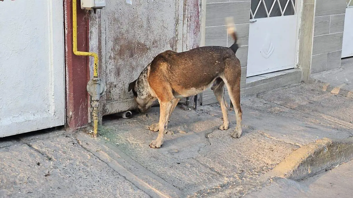 GUANAJUATO- Propone PVEM incluir la tutela del bienestar animal en la Constitución local (1)